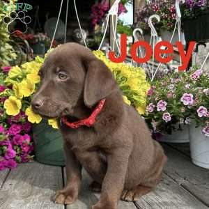 joey, Chocolate Labrador Retriever Puppy
